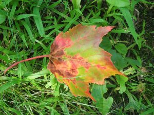 fall maple leaf