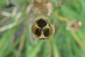 lilly seed pod