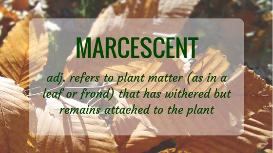 Nature Word of the Month - March 2017: MARCESCENT