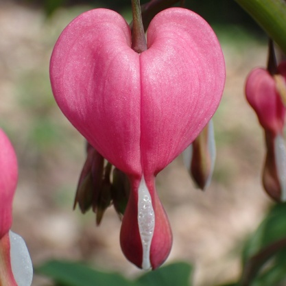 Nature-based Valentine's activities and crafts
