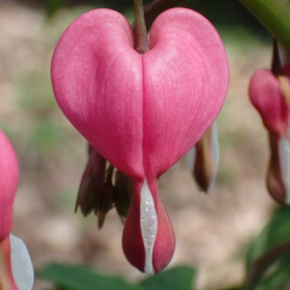 Nature-based Valentine's activities and crafts